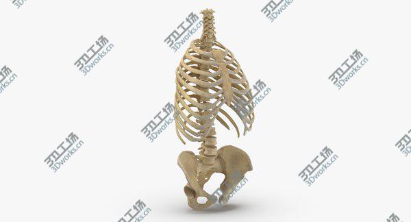 images/goods_img/20210312/3D Real Human Rib Cage Spine and Female Pelvis Bones Anatomy 01/2.jpg